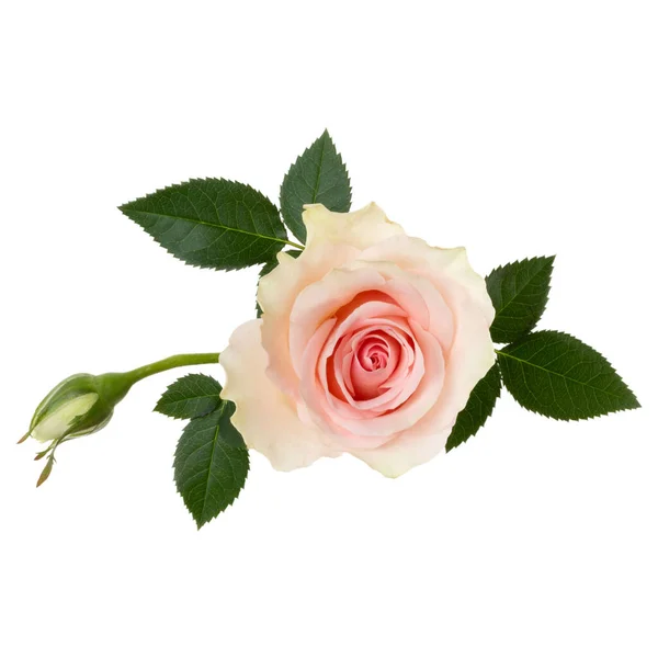 Rosa Stieg Isoliert Über Weißen Hintergrund Nahaufnahme Rosenblütenkopf Der Luft — Stockfoto