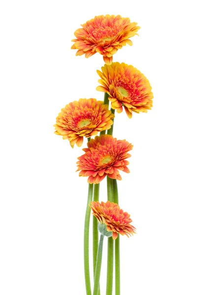 Вертикальные Оранжевые Цветки Герберы Длинным Стеблем Изолированным Поверх Белого Фона — стоковое фото