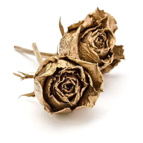 Дві Золоті Троянди Ізольовані Білому Тлі Золоті Сушені Голови Квітів Стокове Фото