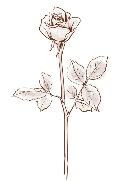 Rosa sola flor aislada sobre el fondo blanco, vecto — Vector de stock