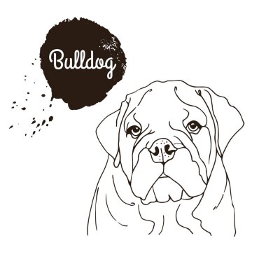 İngiliz Bulldog vektör çizimi, beyaz arka planda izole edilmiş bir köpeğin el çizimi.