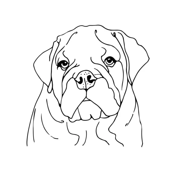 Ilustração Vetor Bulldog Inglês Esboço Desenhado Mão Cão Isolado Fundo — Vetor de Stock