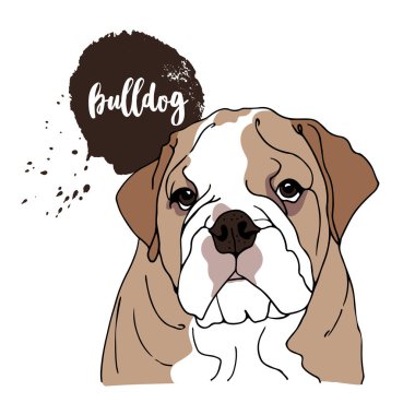İngiliz Bulldog vektör illüstrasyonu, bir köpeğin el çizimi.