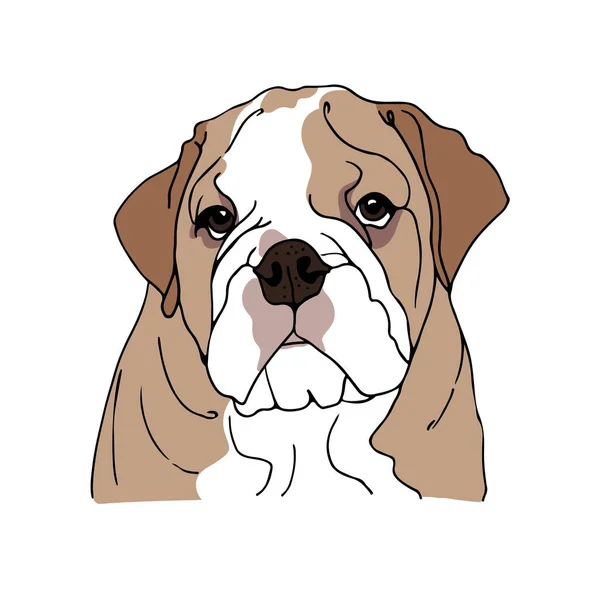 Angol Bulldog vektor illusztráció, kézzel rajzolt vázlat egy kutya — Stock Vector