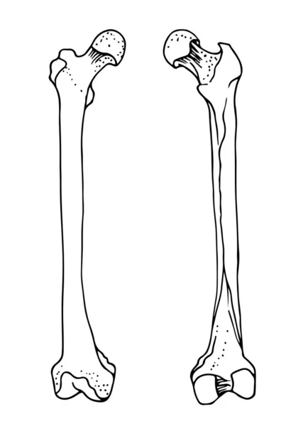 Ossos Fêmur Humano Ilustração Desenhada Mão Vetorial Isolada Fundo Branco —  Vetores de Stock