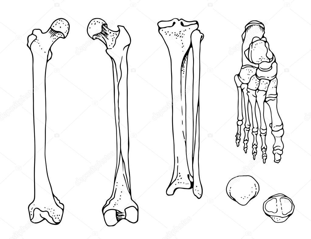Human foot bones, femur, tibia and fibula, foot, patella, vector hand drawn illustration isolated on a white background, orthopedics medicine anatomy set
