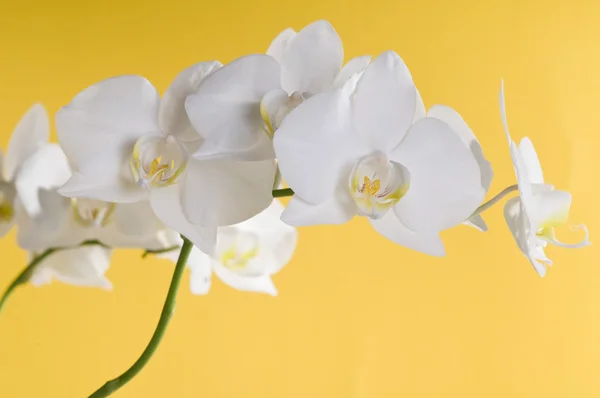 백색 난초 꽃 — 스톡 사진