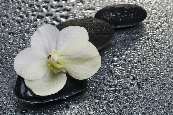 Floare de orhidee albă pe suprafața umedă cu reflecție — Fotografie, imagine de stoc