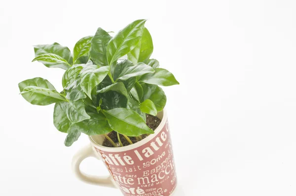 Coffee plant in a cup — Stock Photo, Image