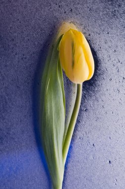 Bahar Sarı Lale çiçeği ıslak mavi zemin üzerine