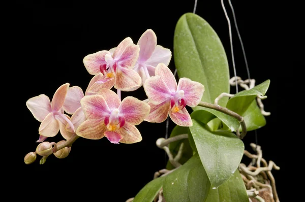 A virágzó phalaenopsis orchidea virág — Stock Fotó