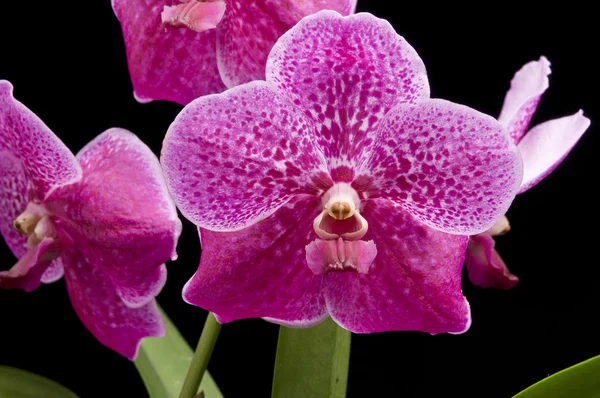 Flor de orquídea de vanda florescente — Fotografia de Stock