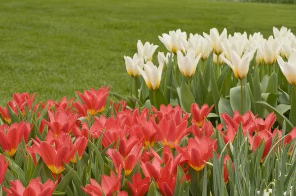 Flores en el parque — Foto de Stock