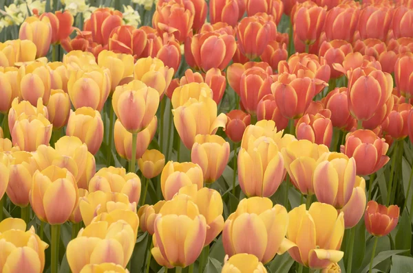 Flores en el parque — Foto de Stock