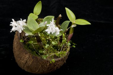 çiçek çiçek dendrobium aberrans orkide