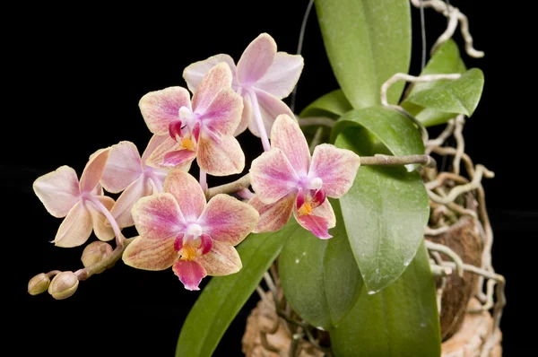 Blomma av blommande phalaenopsis orkidé — Stockfoto
