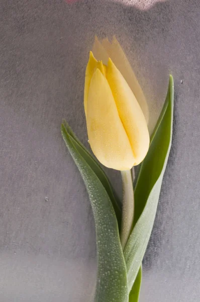 Frühling gelbe Tulpenblüte auf nassem grauen Hintergrund — Stockfoto