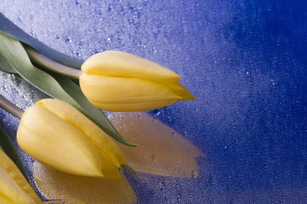 Весняно-жовтий тюльпан розквітає на мокрому синьому фоні — стокове фото