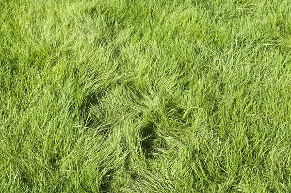 绿色的草地的区域 — 图库照片