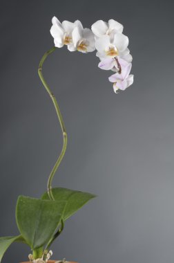 Beyaz Orkide çiçek