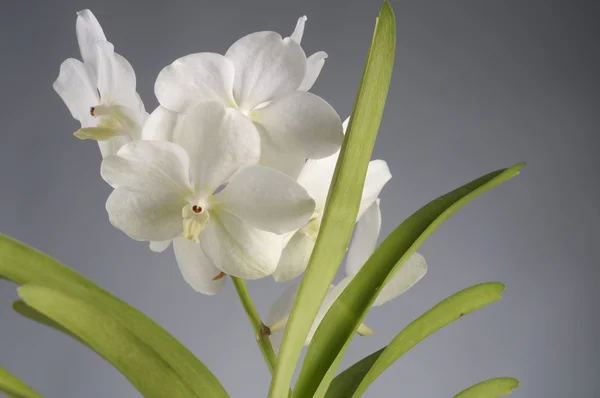 Vit orkidé blomma — Stockfoto