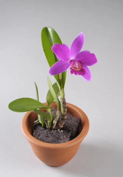 Lila orchidea virág pot — Stock Fotó