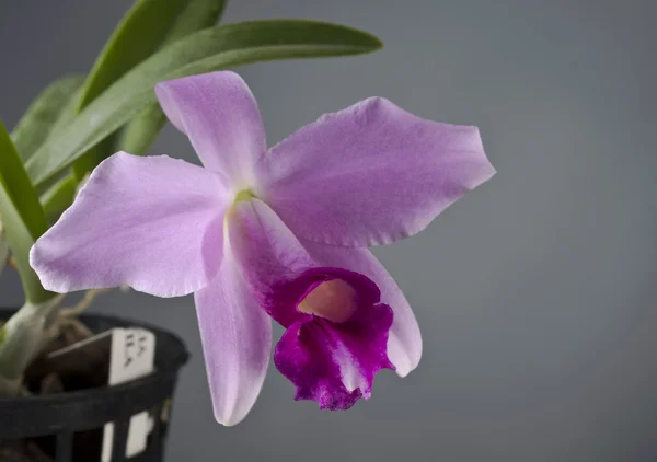 Laelia pumila fiore di orchidea — Foto Stock