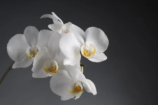 Flor de orquídea blanca — Foto de Stock