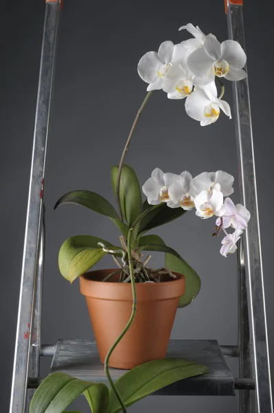 Bir tencerede beyaz orkide çiçek — Stok fotoğraf