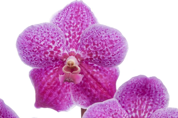 Kwiat kwitnących orchidei — Zdjęcie stockowe