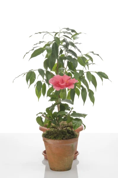 Hibiskus bloem en ficus boom in potten — Stockfoto