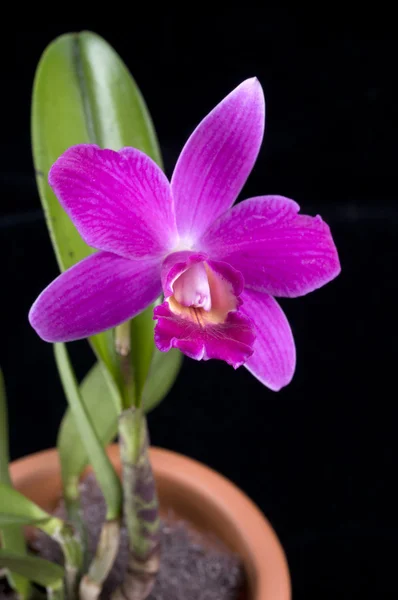 Flor de orquídea roxa em um pote — Fotografia de Stock