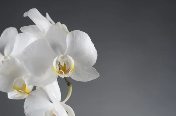 Λευκή ορχιδέα λουλούδι — Φωτογραφία Αρχείου