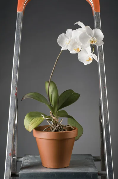 Біла квітка орхідеї в горщику — стокове фото