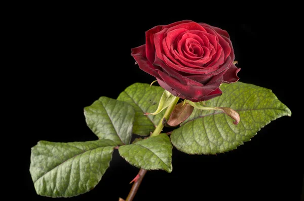 Rosa rossa fiore — Foto Stock