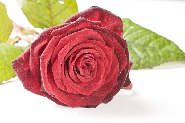 Bloem van rode roos geïsoleerd — Stockfoto