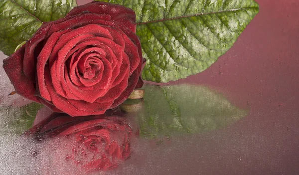 Czerwony kwiat róży, leżącego na mokrej nawierzchni — Zdjęcie stockowe