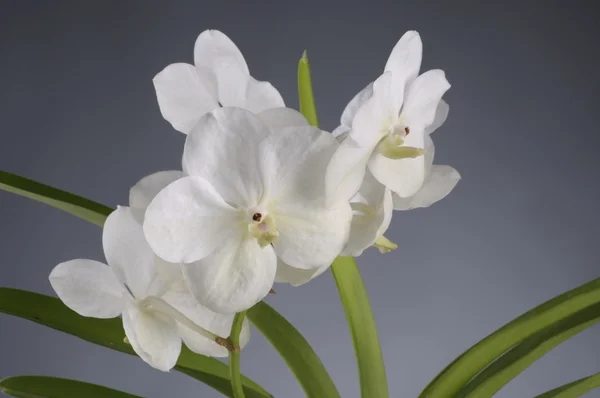 Vit orkidé blomma — Stockfoto