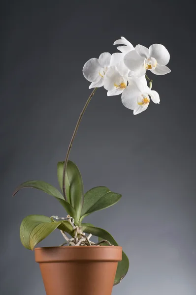 A pot-fehér orchidea virág — Stock Fotó