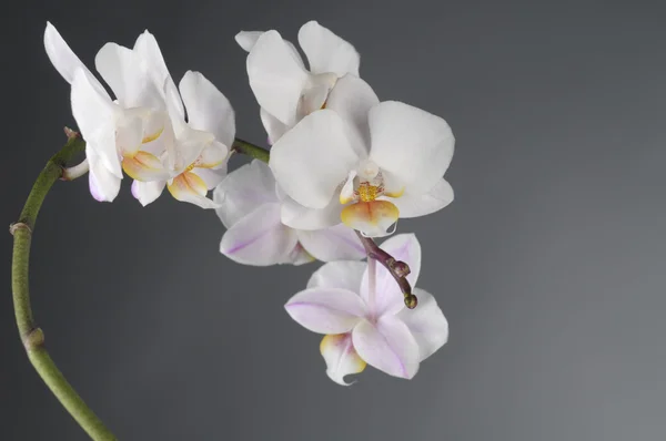 White orchid flower — Stock Photo, Image