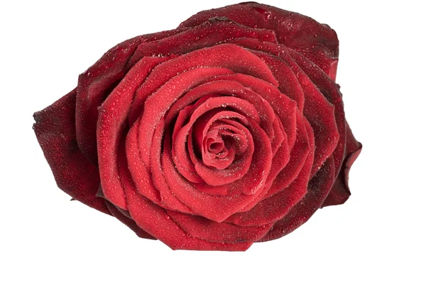 Rosa vermelha flor isolada — Fotografia de Stock
