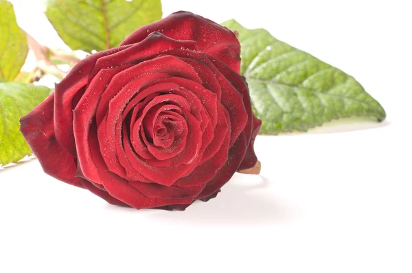 Virága vörös rózsa elszigetelt — Stock Fotó