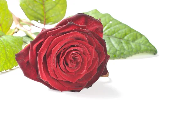 Fiore di rosa rossa isolato — Foto Stock