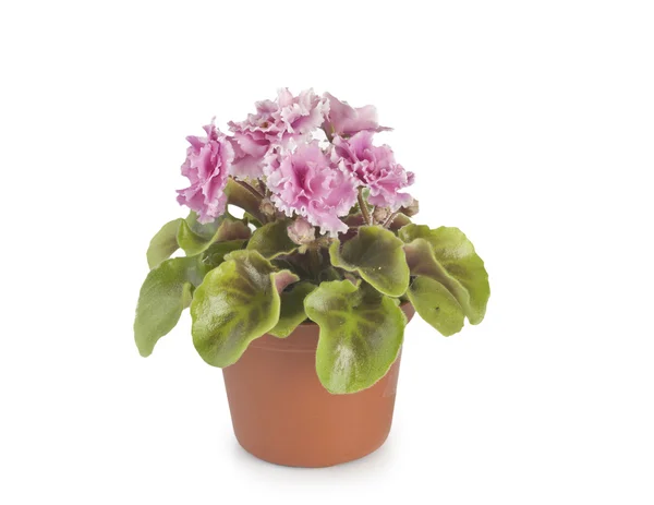 Violet bloem in een pot — Stockfoto