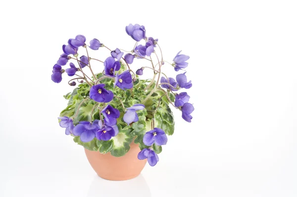 Violet flowers — Stock Photo, Image