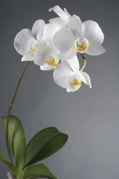 Flor branca da orquídea — Fotografia de Stock