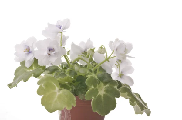 Violet flower in a pot — Stock Photo, Image