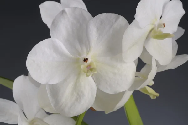 Witte orchidee bloem — Stockfoto