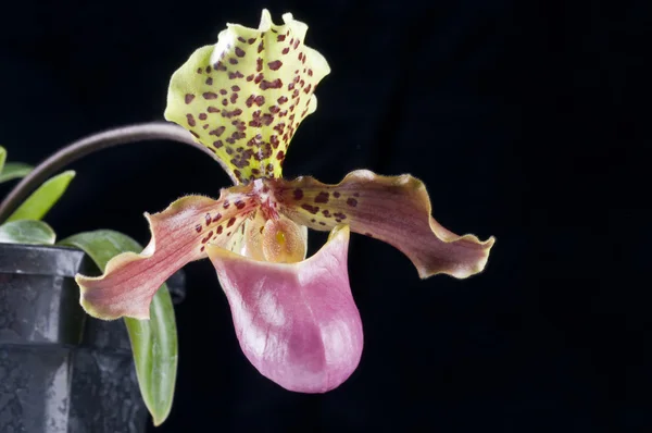 Flor de orquídea paphiopedilum —  Fotos de Stock