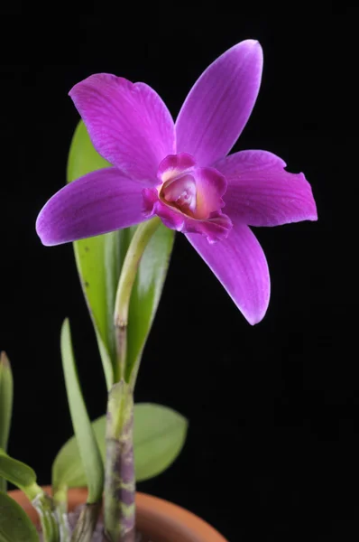 Bir tencerede mor orkide çiçek — Stok fotoğraf